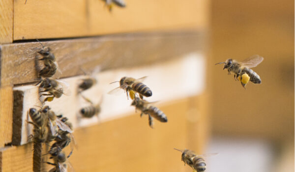 Bienen-3 Bienen-3